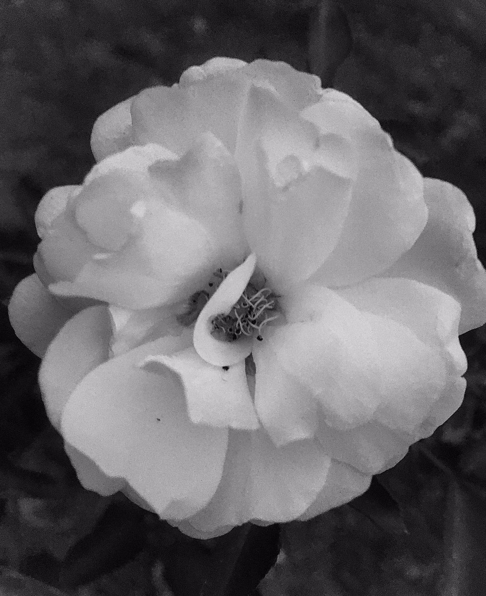 rafaelporcari's tweet image. As #flores - sejam #coloridas ou em #PretoEbranco - são muito bonitas!
📸
#FOTOGRAFIAéNOSSOhobby
#flowers #fotografia #natureza