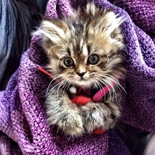 marillion13's tweet photo. So freaking cute, sorry but I had no time to check out my #GmailCom &amp; #TOnlineDE accounts at all so far yet, too many funny &amp; cute pics in the comments of #PWBPeeps on @dailykos today, maybe I wasted my time, but hey it´s #Friday!!! 🤣🤣🤣😽😽😽💖💖💖 https://t.co/94vrSHITnq