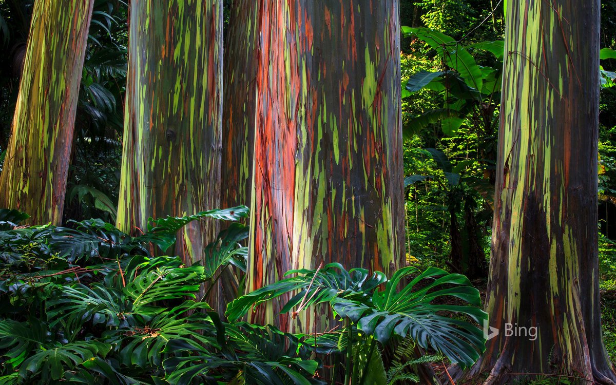 While most people associate eucalyptus with Australia, this rainbow eucalyptus thrives in tropical climates like Hawaii and Indonesia.