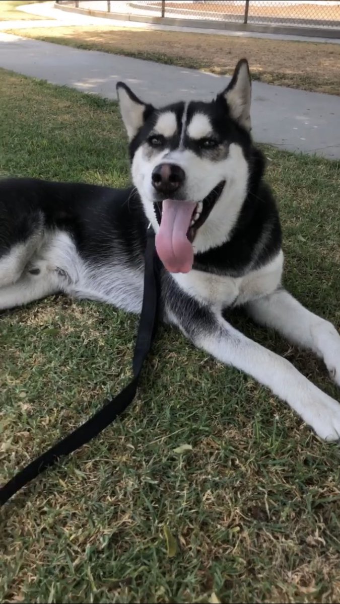 djswift_'s tweet photo. lost my husky today .. florence / alameda area if anyone sees it let me know asap.. dude is friendly .. thank you 🙏 https://t.co/26AwuliSbq