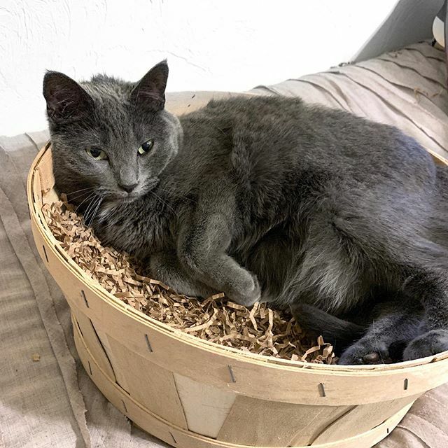AlexYargeau's tweet photo. This chunky girl is getting her first bath tonight to hopefully help some funky dry skin she’s got going on. I’ve watched 4 YouTube videos on how to best bathe cats - pray for us. https://t.co/ov8jOTrTSs https://t.co/pX7g4uMFo7