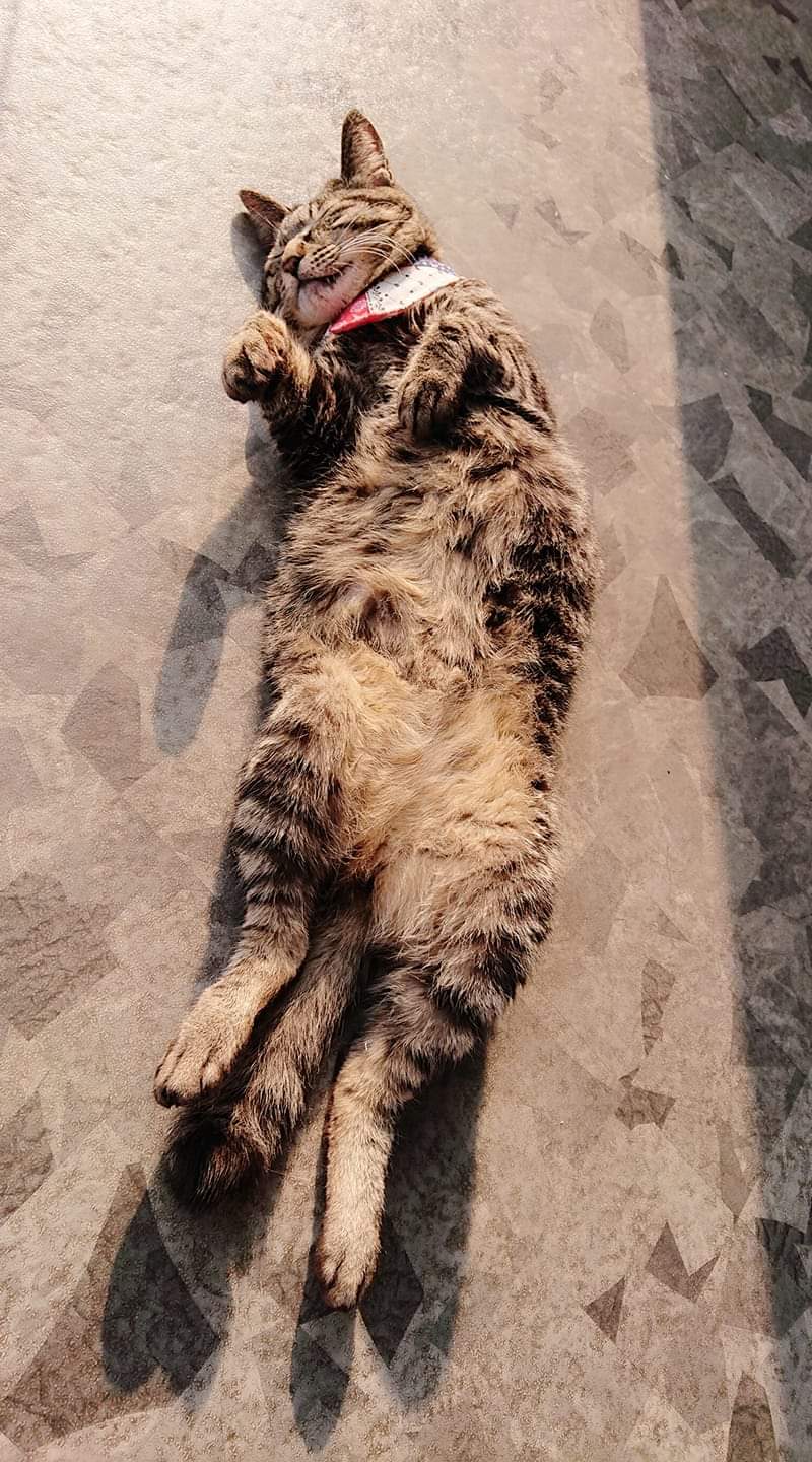 Cat Cafe Wish 新春初笑い 保護猫 猫 ねこ Cat 看板猫ぎんなん 看板猫 ワルい顔 親分 お正月 猫カフェ 北海道 十勝 帯広市 Wish T Co Cbt4pdww40 Twitter