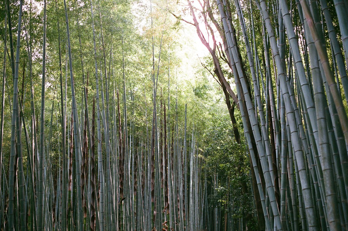 Japan_In_Image's tweet photo. Arashiyama, Japan
📷Quinn Milton
#japan #japantravel #Kyoto #arashiyama #bamboo https://t.co/FFLmsXceJu