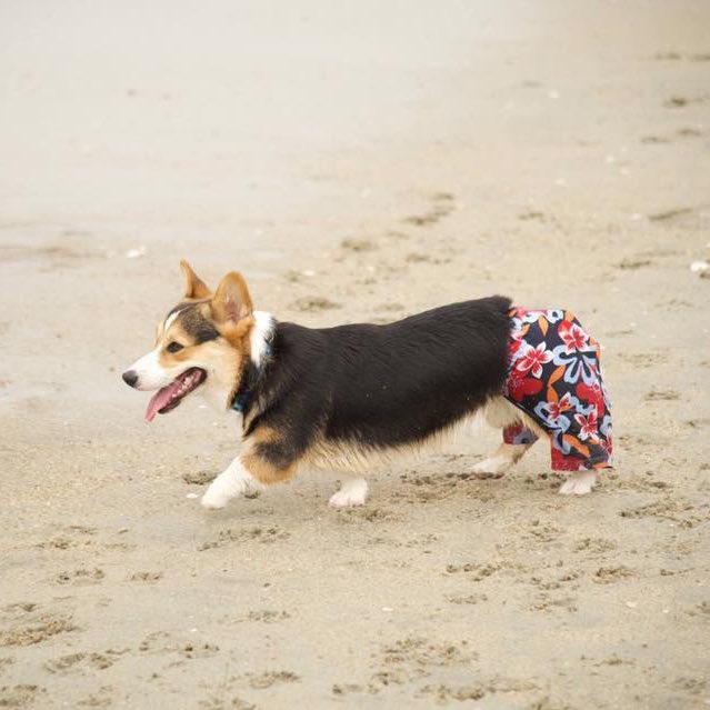 corgi wearing pants