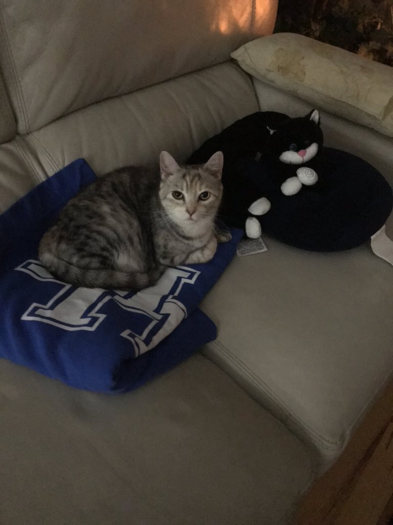 bbn4_uk's tweet photo. She was missing her brother, so I got her this 💙 #RIPJessie https://t.co/yLfmQhaXWi