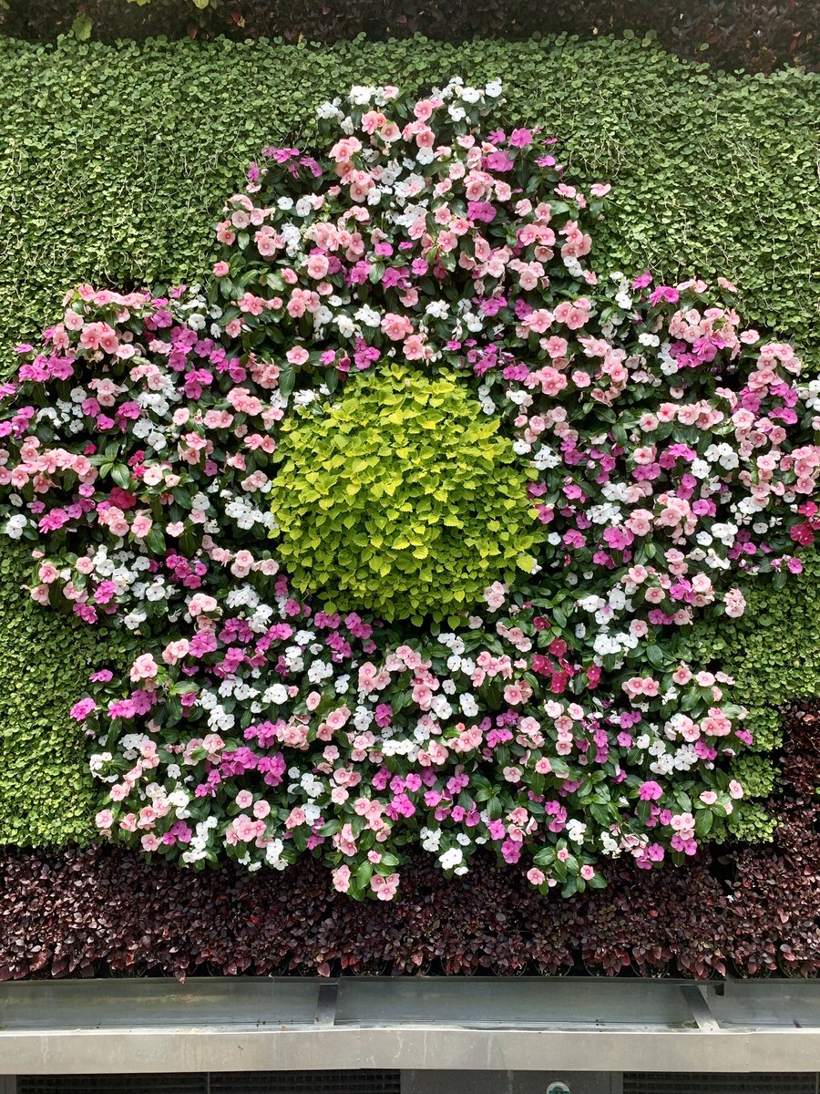 TexanInOz's tweet photo. Found another plant that just loves growing in our green wall at the Calyx. This is Vinca ‘Cora’ series. Did you know that Catharanthus roseus is native to Madagascar and is extracts from it are used to treat a multitude of diseases including cancer?
#Apocynaceae #VitalScience https://t.co/tsvaR5gJGQ