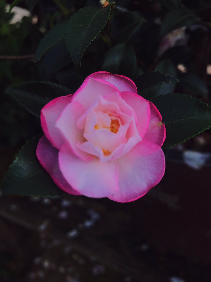 egwaldrep's tweet photo. i love camellias https://t.co/XjyeWSErOS