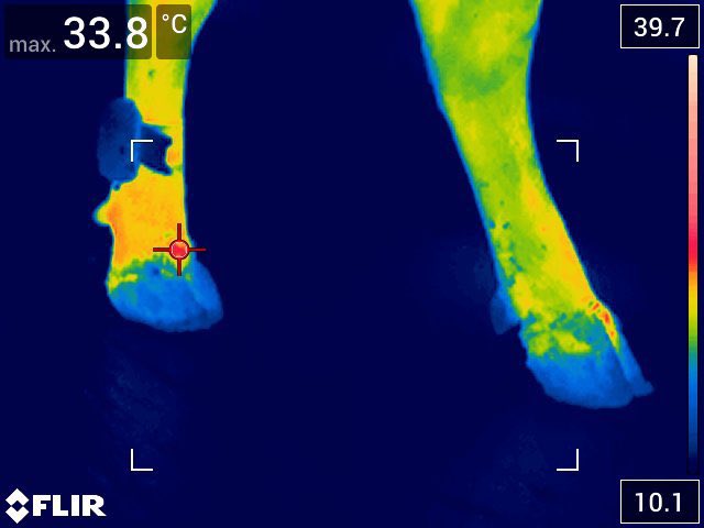 WTechnika's tweet photo. #Termokamery pomahaji lokalizovat zanety paznehtu u krav a tak predchazet zavaznym nasledkum.
Pro snimani byla pouzita #termokamera #FLIRE53 od @flir:
https://t.co/oFOSXNVddd
#WTechnika #TermokameryFLIR #FLIRSystems #FLIR #ThermalImaging #TheWorldsSixthSense https://t.co/d6Hpow2v5u