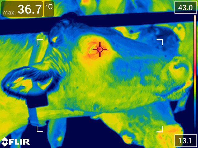 WTechnika's tweet photo. #Termokamery pomahaji lokalizovat zanety paznehtu u krav a tak predchazet zavaznym nasledkum.
Pro snimani byla pouzita #termokamera #FLIRE53 od @flir:
https://t.co/oFOSXNVddd
#WTechnika #TermokameryFLIR #FLIRSystems #FLIR #ThermalImaging #TheWorldsSixthSense https://t.co/d6Hpow2v5u