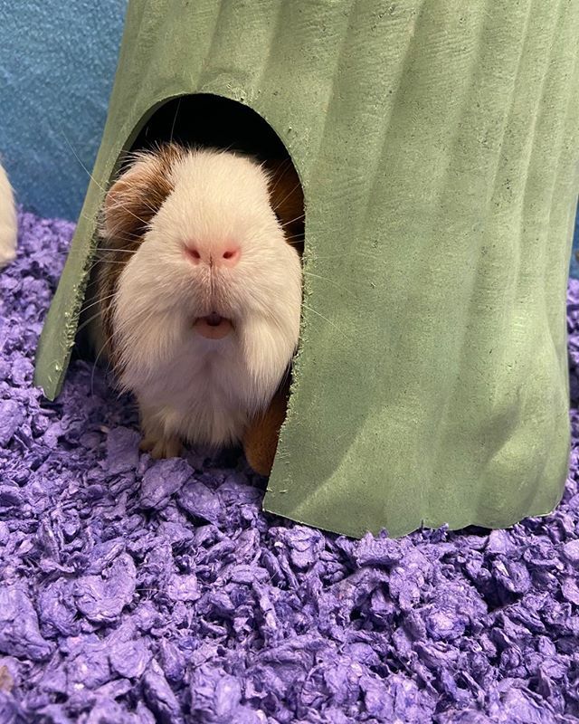 carefreshpets's tweet photo. That Friday feeling! 💜 #boopmynose #boopthenose #smallpetsbiglove #carefreshbedding https://t.co/1q17ClazpY https://t.co/ULTITtFJGi