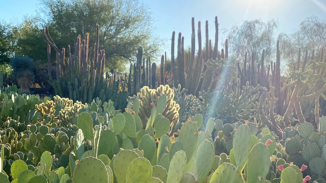It's a beautiful day to be a Friday in the Garden 🌵 Where is your weekend taking you?