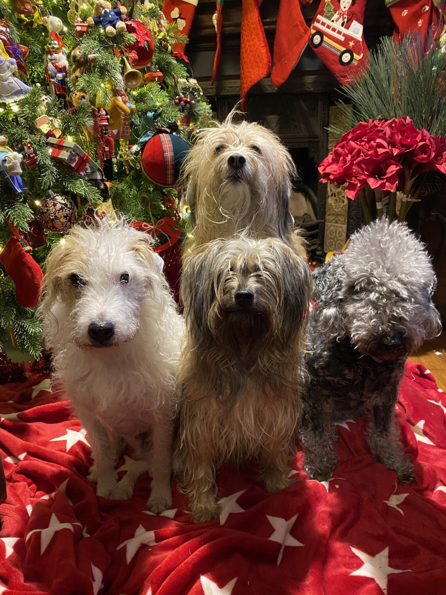 BeThatDog's tweet photo. All in Advent Window 21! https://t.co/HCGXM2nR2W https://t.co/SssQYPymdy
