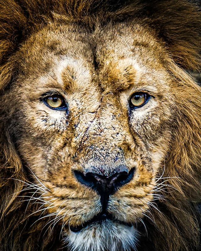 Lion 🦁

Hard to believe it was almost 2 years ago that I took this!

#1killershot #raw_community #uk_shooters #ukpotd #instagood #mint_shotz #1natureshot 
#igbc_explore #chesterzoo #exploretocreate #zoo #animals #wildlifephotography #naturephotography #animalsofinstagram #li…