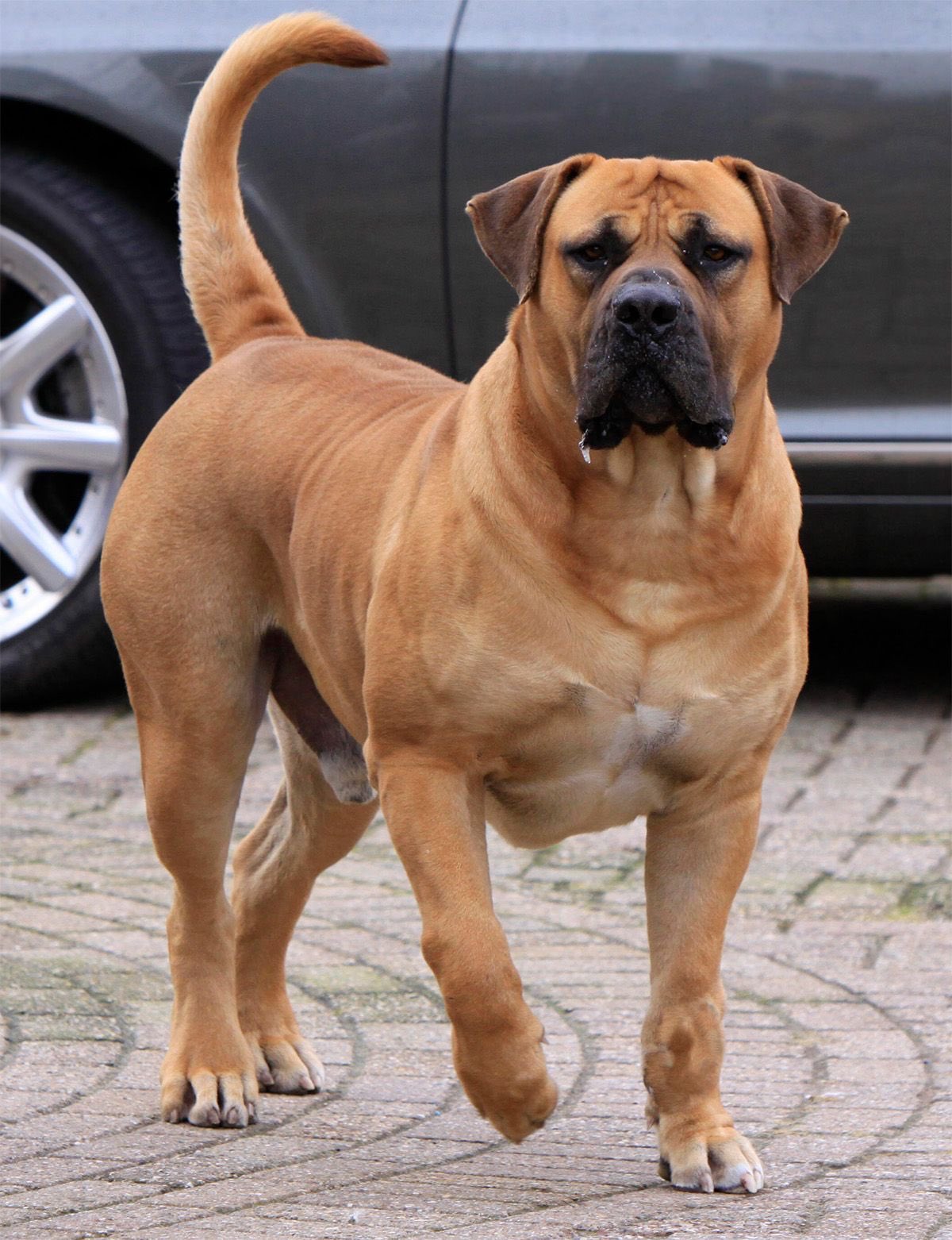 Boerboel pitbull best sale