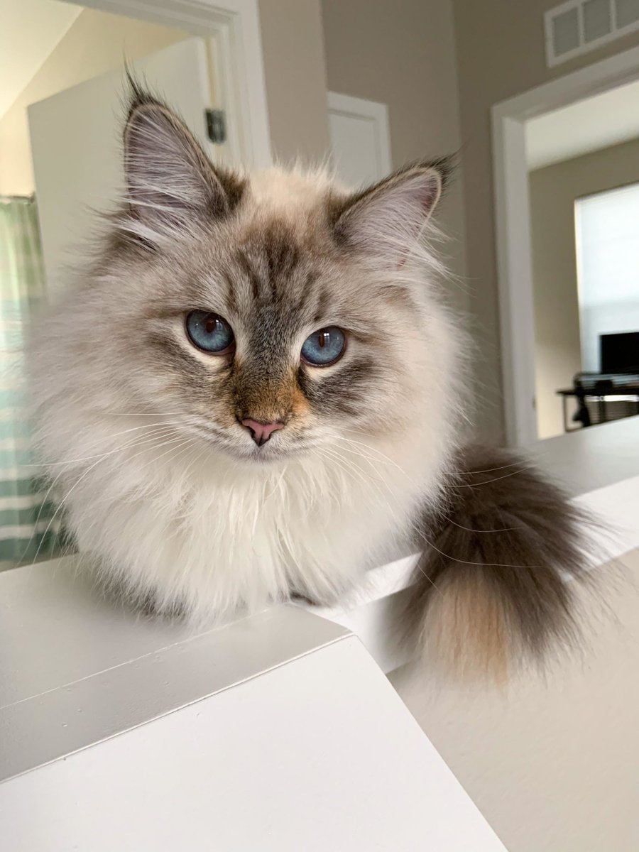 MeowMoeDotCom's tweet photo. #Mochi just #Loafin around
 
#Cats #Cat #Kittens #Kitten #Kitty #Pets #Pet #Meow #Moe #CuteCats #CuteCat #CuteKittens #CuteKitten #MeowMoe

https://t.co/025bauWkee
 
. https://t.co/JiciGFc9pU