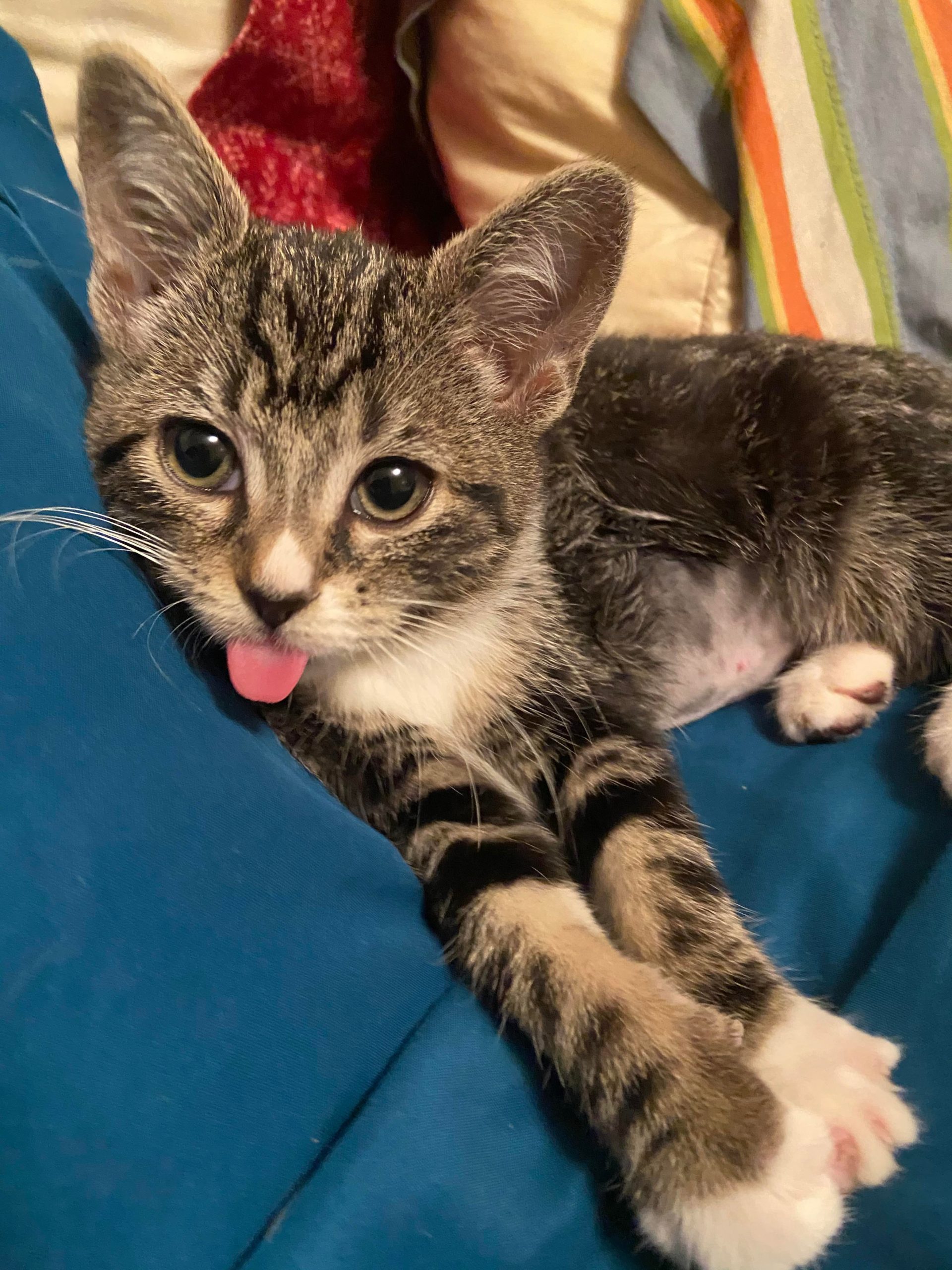 Twitter 上的meow Moe Peggy Loves To Stick Her Tongue Out All The Time Cats Cat Kittens Kitten Kitty Pets Pet Meow Moe Cutecats Cutecat Cutekittens Cutekitten Meowmoe T Co Qy7ub8pevt T Co Fckcy6gxlt Twitter