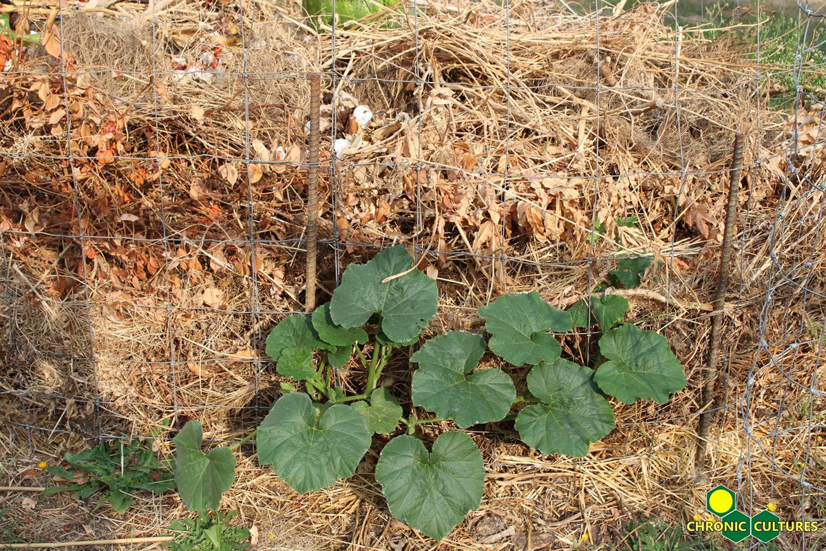 ChronicCultures's tweet image. #latergram #compostplant #volunteer #chroniccultures #oregon #cannabis #oregoncannabis #oregonfarm #oregonorganic #cannabisfarm #farm #organicfarm #southernoregon #outdoor #outdoorcannabis #photography #nature #naturephotography