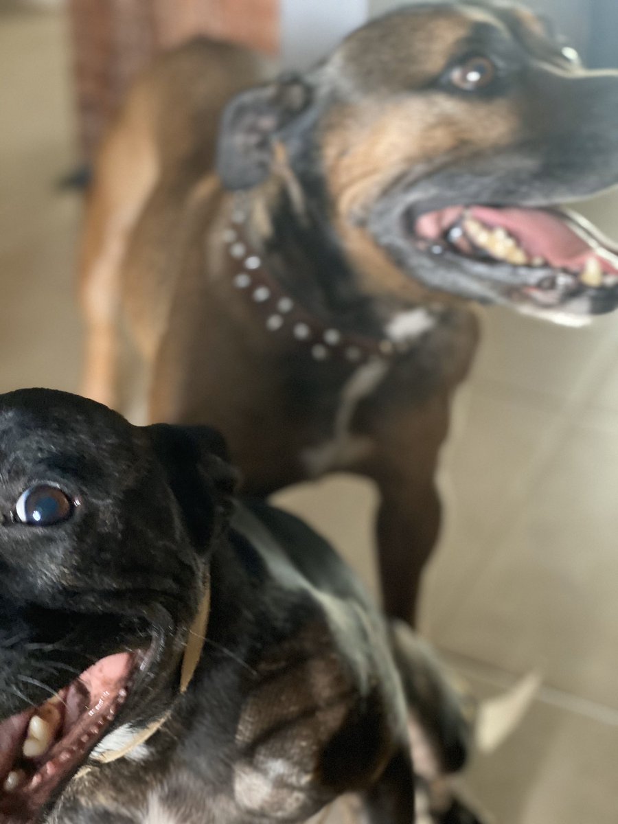 Weekend selfie fail 😂 #staffypatrol #jager #ruby #selfie #selfietime #selfiesaturday #dogselfiefail #dogselfies #staffymoment #staffysaturday #saturdaydogs #staffystyle #happystaffys #happydogsclub #happydogslife #staffysmile #staffys #staffies #englishstaffys #englishstaffies