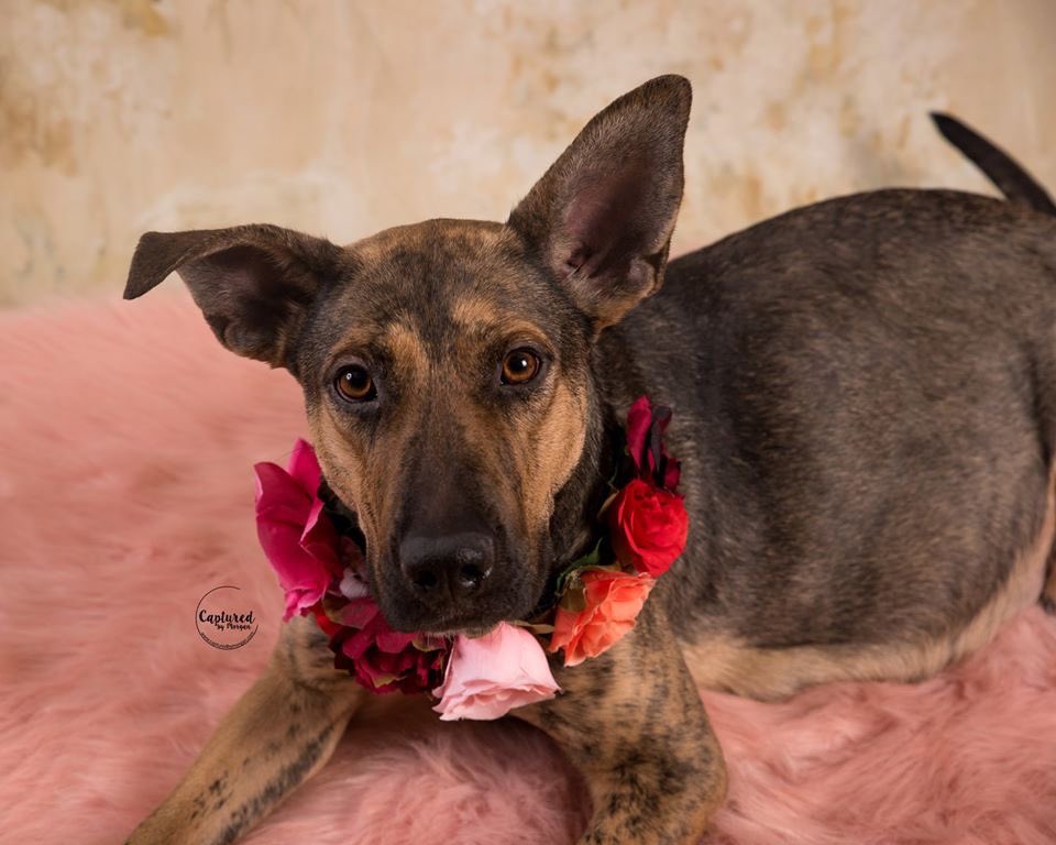 FpoPets's tweet photo. The catergory: themes. What theme should the foster family go with for baby names?! Drop them! #adoptable #germanshepherd #pupsofpeoria #fpocrew https://t.co/yofFXuW0Lc