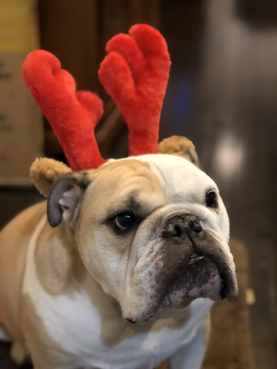 ChuckRocha's tweet photo. Tonight #apachedog and I celebrated our holidays. I think he really liked his antlers @BernieSanders #mascot #Bulldog https://t.co/ZmqyirIWV3