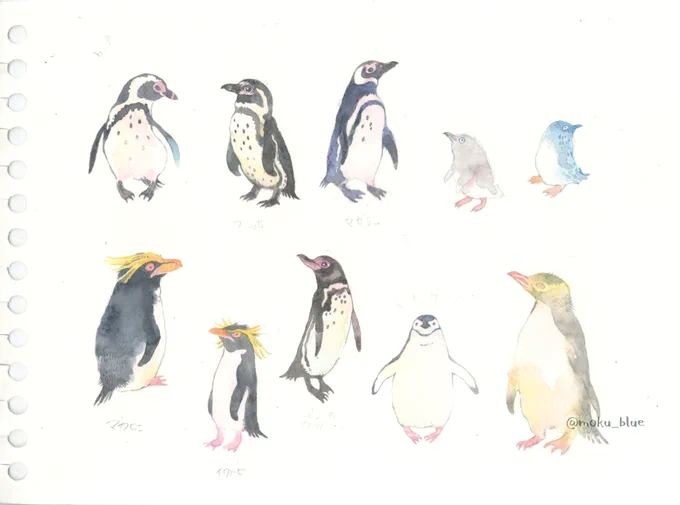 2019.12 ペンギン19種
初期は何ペン描いてるかもわからなかったのにだんだん詳しくなっている。たまに展示会で絵の説明じゃなくてペンギンの解説してる。換羽中が好き。今日は勉強会! 