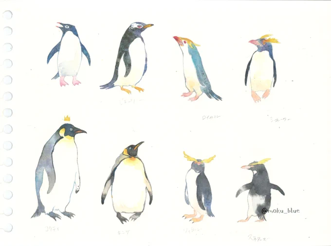 2019.12 ペンギン19種
初期は何ペン描いてるかもわからなかったのにだんだん詳しくなっている。たまに展示会で絵の説明じゃなくてペンギンの解説してる。換羽中が好き。今日は勉強会! 