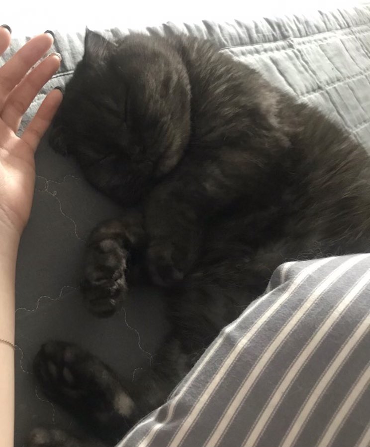 자고 일어나면 빵실한 고양이가 
내 옆에 있다는 것