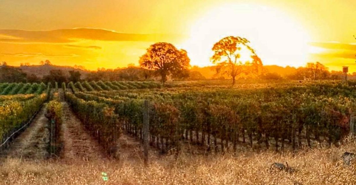 SierraVintners's tweet photo. Check out this beautiful view! Visit @NaggiarVineyard this weekend! https://t.co/amZdLIpRr3