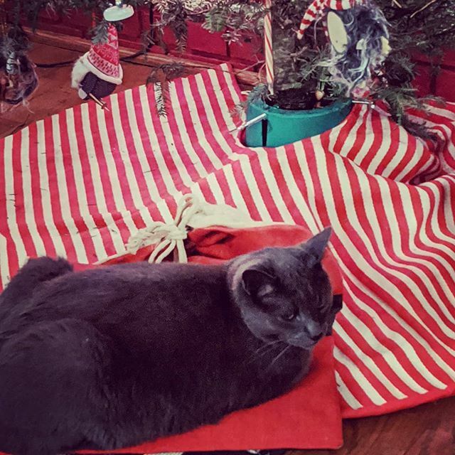 mabjustmab's tweet photo. What's that under the solstice tree? Is it mmmmmuuuiirrrrrder? #murderbeast #carnyxmas https://t.co/QFRXNHK14u https://t.co/HRnygcs3LQ