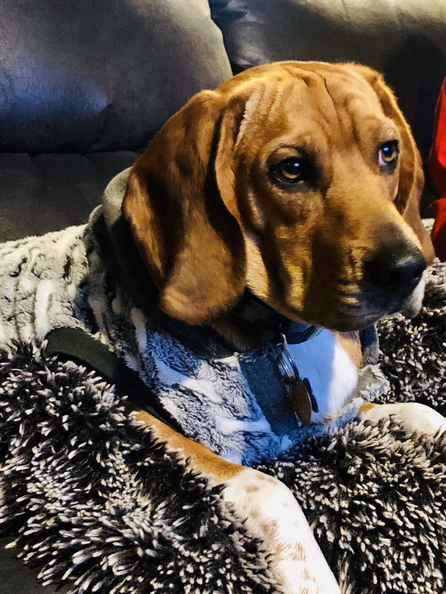 SydneyTheCorgi's tweet photo. My #brah #dogfriends #dogsoftwitter #OkieTheBeagle from #Muskogee ... well, Edmond #Oklahoma 

He is pretty cute if you like boys... https://t.co/WJLxlfG9hV