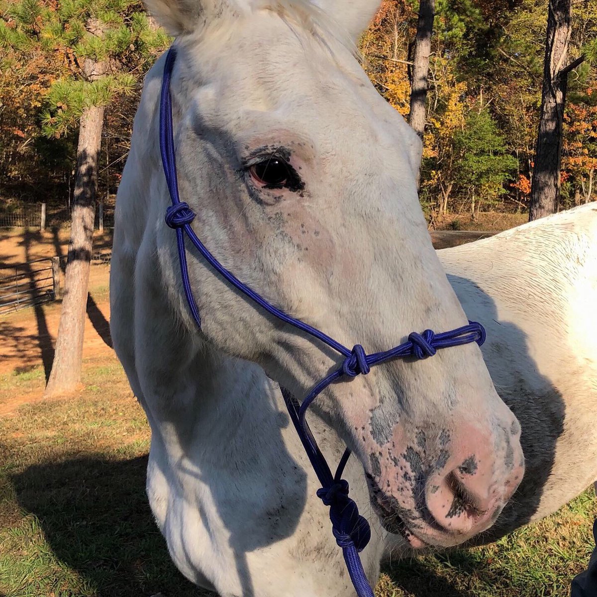 RHREquine's tweet photo. Remember #Caleb? He needs our help again! Sadly his new home in TN decided she didn’t want a horse afterall & sent him to a boarding facility! He has a new forever loving home awaiting him but we need $450 to pay his board & get him there! Can you help?? https://t.co/h9kVv1YVwV https://t.co/xjuWJ7qrlg