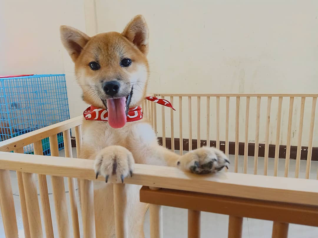 AliceIlada's tweet photo. She so charming✨✨ Already reserved. And she gonna move to the best home soon...🤗
👉จำหน่ายสุนัขชิบะ อินุ พ่อพันธุ์แม่พันธุ์นำเข้าจากญี่ปุ่น เอกสารครบ ชิบะทุกตัวมีใบเพ็ดดีกรีการันตรีจากสมาคมอนุรักษ์พันธุ์สุนัขญี่ปุ่น Nihonken hozonkai.🇯🇵
หน้าฟาร์��อยู่พัทยาค่ะ
#shiba #shibainu https://t.co/2mLcocsc5C
