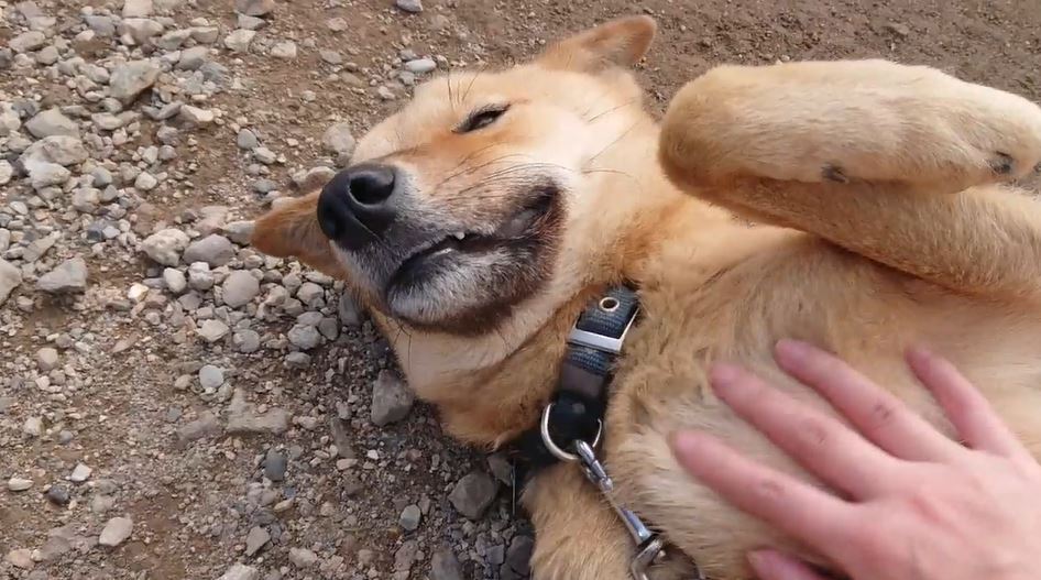 ニコニコニュース しっぽブンブンの犬 伸びをしてゴロ ンとお腹見せ 飼い主に撫でられヘブン状態のワンちゃんに 超幸せそう 俺にもモフらせろください の声 犬 T Co Oeyeavqnzr ニコニコニュース しっぽブンブンの犬 伸びをしてゴロ ンとお腹見せ 飼い主に撫でられヘブン状態のワンちゃんに 超幸せそう 俺にもモフらせろください の声 犬 T Co Oeyeavqnzr
