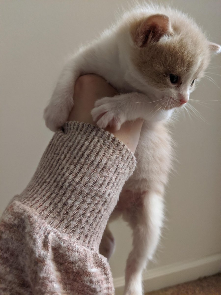 MeowMoeDotCom's tweet photo. The #Smallest #Girl in the #Family
 
#Cats #Cat #Kittens #Kitten #Kitty #Pets #Pet #Meow #Moe #CuteCats #CuteCat #CuteKittens #CuteKitten #MeowMoe

https://t.co/FbCRvd4j2o
 
. https://t.co/auKNHeUmtB