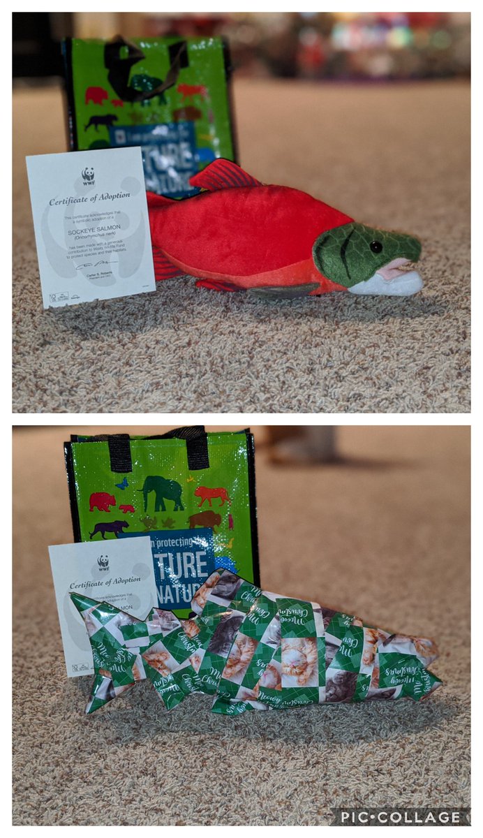 DaxtersMom's tweet photo. @TheKrattBros @PBSKIDS
When you ask your @wildkratts_ obsessed kid (who has watched Hero's Journey 75 times) what they want for Christmas...and they want a Sockeye Salmon...

...you make a donation to @WorldWildlifeF and adopt a Salmon.

#MerryChristmas #WildKratts #SockeyeSalmon https://t.co/UqtvzoRSx8
