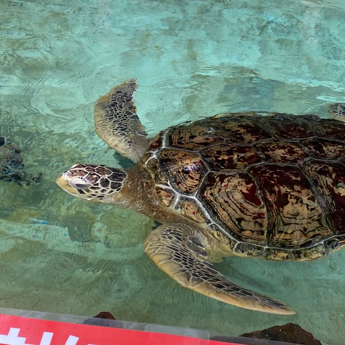 海亀のtwitterイラスト検索結果 古い順