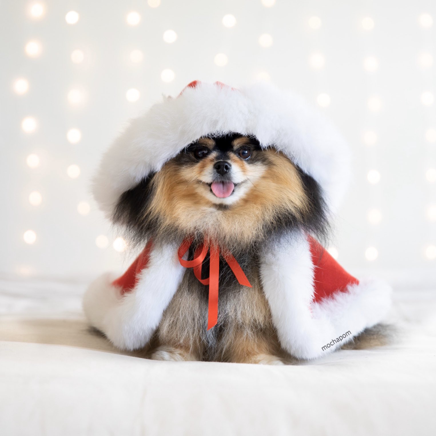 Mocha Pom mochapom X