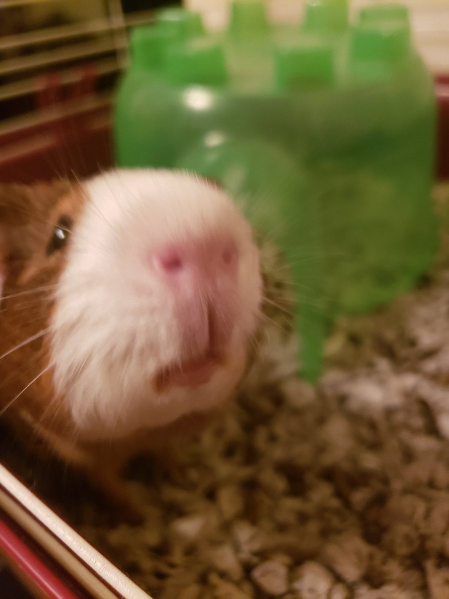 HamiltonMalcol3's tweet photo. Mamaaaaa!!!! C'moooooon! *sigh* So Mama and Granddaddy were cleaning the house for Christmas (my first one 😁), and granddaddy dropped somethin and I sounded really scary. I got scared and tooted, and now Mama is calling my #PootiePig 😑 #guineapig #babypig #pinknose #WhyMama https://t.co/0Wwo8DB441
