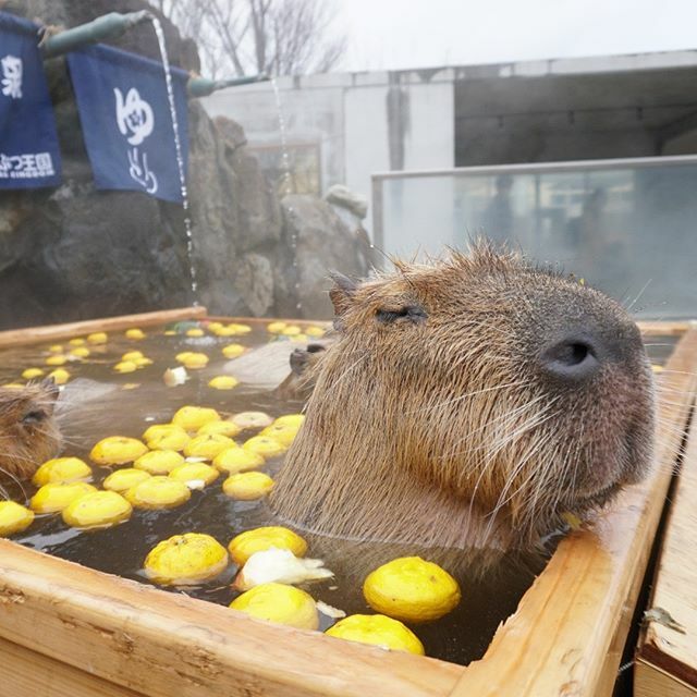 那須どうぶつ王国 本日12月21日 23日まで冬至の日イベント カピバラのゆず湯露天風呂を開催 ゆず湯に入るカピバラたちに癒されてください 那須どうぶつ王国 冬至の日カピバラのゆず湯露天風呂 カピバラ カピバラの森