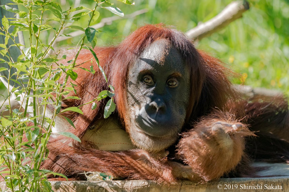 スマトラオランウータンさん。あっちの草花にも目がいきます。