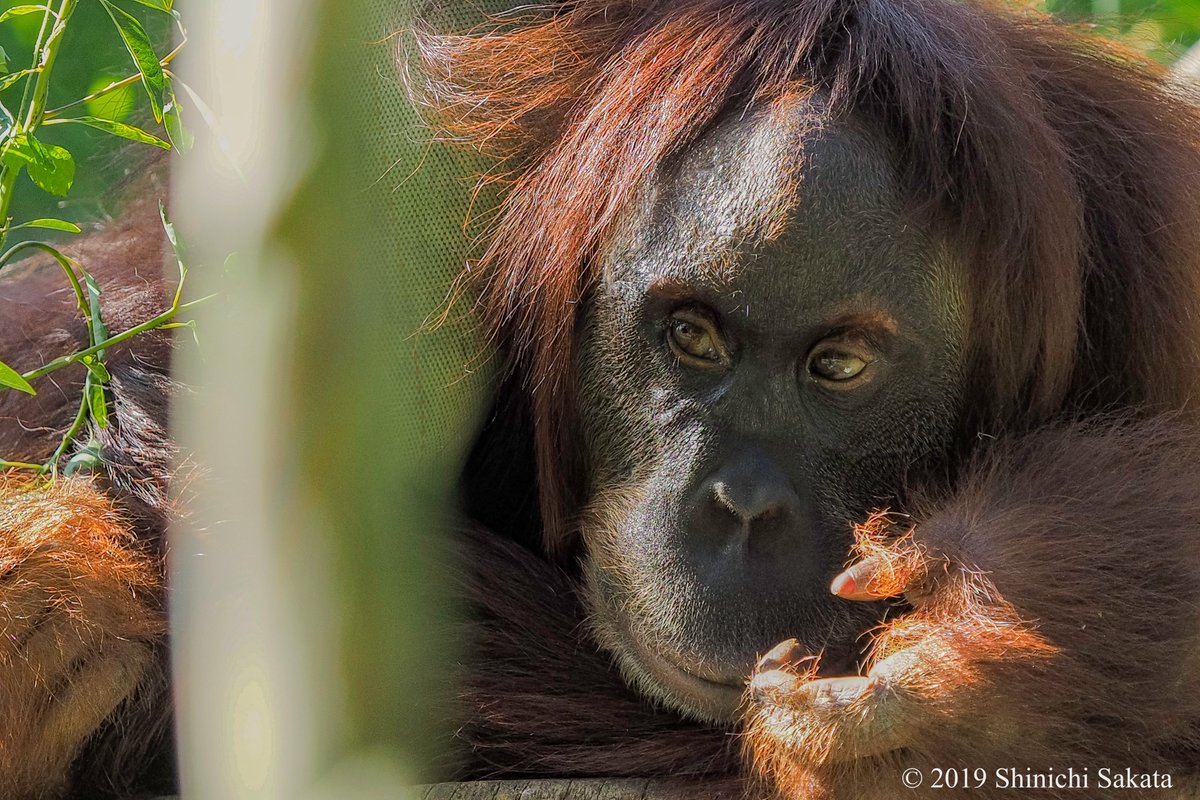 スマトラオランウータンさんのアップのこの写真。目に特徴があるのでとてもキリリとした雰囲気の中に優しさを感じます。
