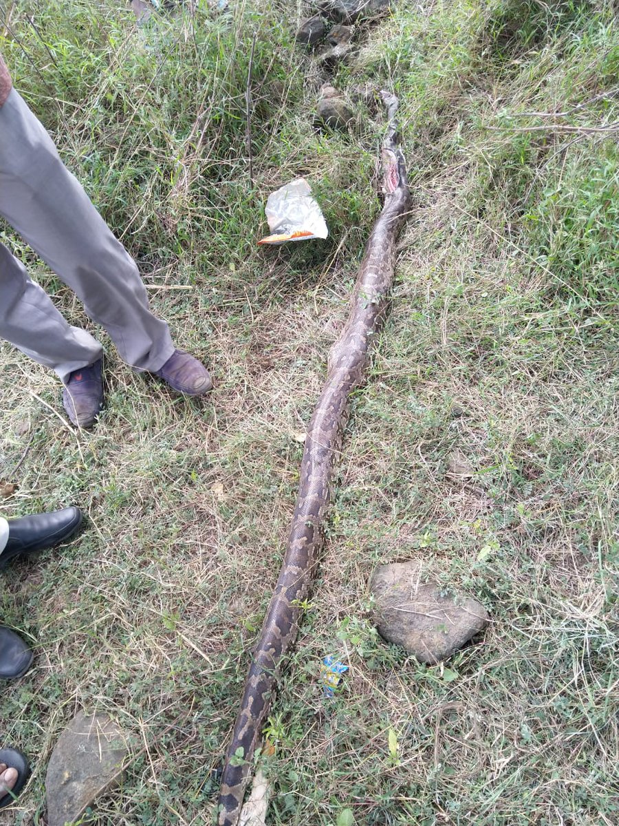 ChaitanyaKrshna's tweet image. A 10 feet Indian Rock Python (Python molurus) #Roadkill near Sholinghur/Sholingur, Tamil Nadu. Sad.
#IndianRockPython #Pythonmolurus #Pythonmolurusmolurus @Hopeland12 @IndianRoadKill @RoadkillsIndia #Sholinghur #Sholingur #TamilNadu #RoadkillsIndia #RoadkillIndia