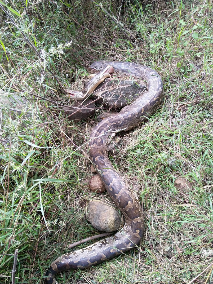 ChaitanyaKrshna's tweet image. A 10 feet Indian Rock Python (Python molurus) #Roadkill near Sholinghur/Sholingur, Tamil Nadu. Sad.
#IndianRockPython #Pythonmolurus #Pythonmolurusmolurus @Hopeland12 @IndianRoadKill @RoadkillsIndia #Sholinghur #Sholingur #TamilNadu #RoadkillsIndia #RoadkillIndia