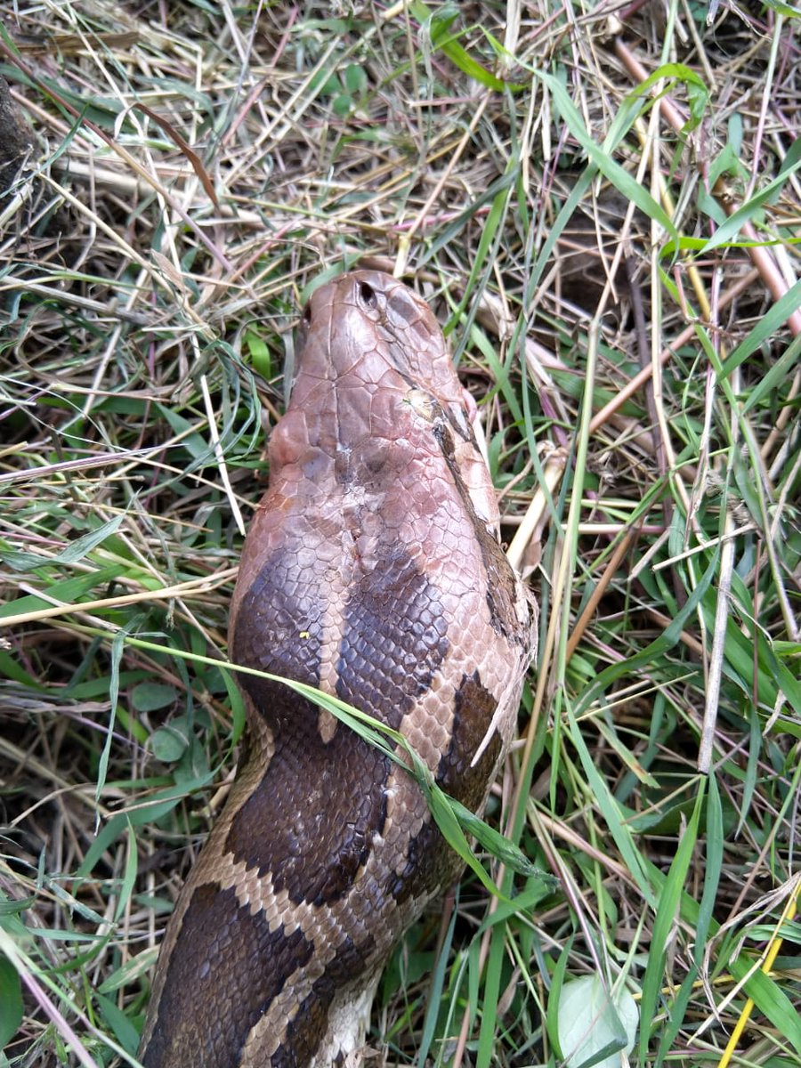 ChaitanyaKrshna's tweet image. A 10 feet Indian Rock Python (Python molurus) #Roadkill near Sholinghur/Sholingur, Tamil Nadu. Sad.
#IndianRockPython #Pythonmolurus #Pythonmolurusmolurus @Hopeland12 @IndianRoadKill @RoadkillsIndia #Sholinghur #Sholingur #TamilNadu #RoadkillsIndia #RoadkillIndia