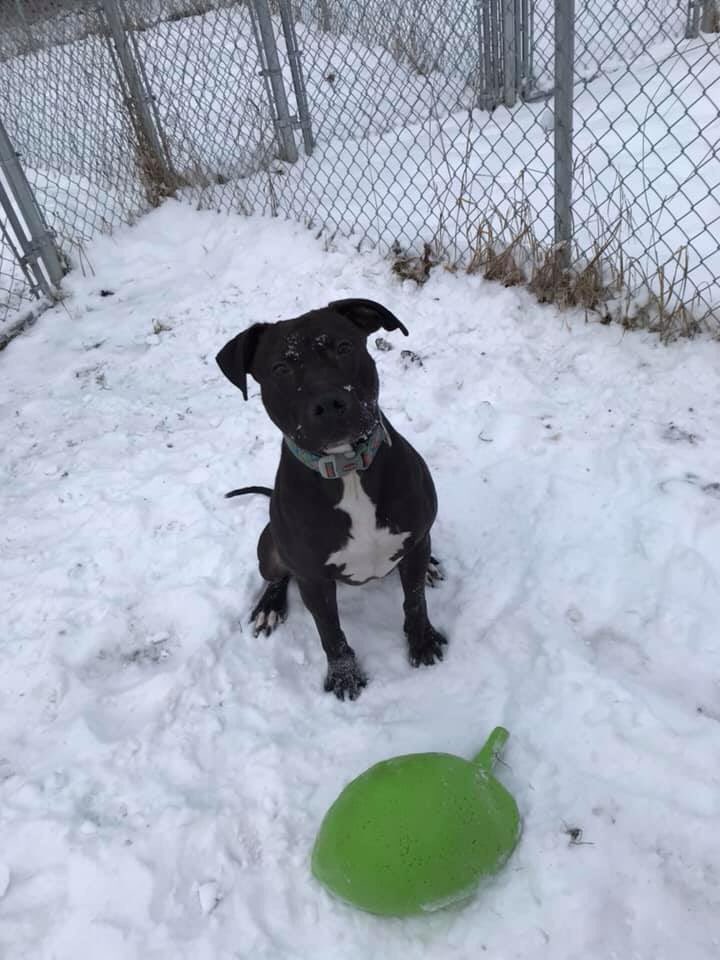PitBullsforLife's tweet photo. #yeg We are still looking for #foster families! Check out this sweet boy Steve! Head to our Facebook page or website for more information on how you can help! #fosterthisseason #adopt #pitbull #friendly #goodwithotherdogs help him find his #FureverHomeForTheHolidays #yegbot https://t.co/68s841mOax