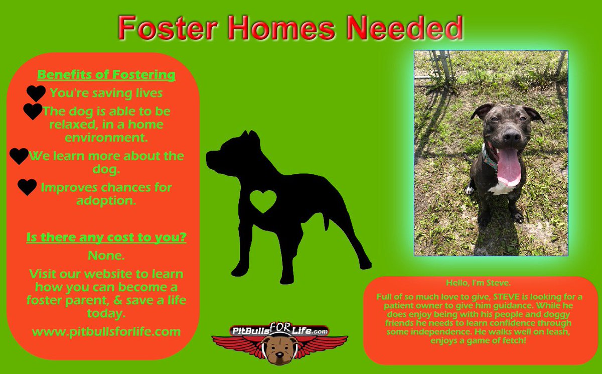 PitBullsforLife's tweet photo. #yeg We are still looking for #foster families! Check out this sweet boy Steve! Head to our Facebook page or website for more information on how you can help! #fosterthisseason #adopt #pitbull #friendly #goodwithotherdogs help him find his #FureverHomeForTheHolidays #yegbot https://t.co/68s841mOax