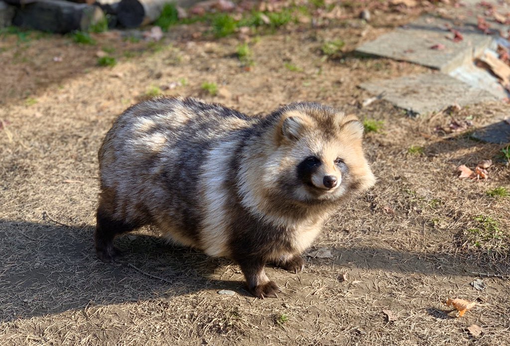 ゆみ 可愛いな どうしてタヌキはイヌ科なのに 人間が飼うことはできなかったんでしょうか こんなに可愛いのに まぁ 人間に飼われる事が 幸せかどうかは また別の話ですが