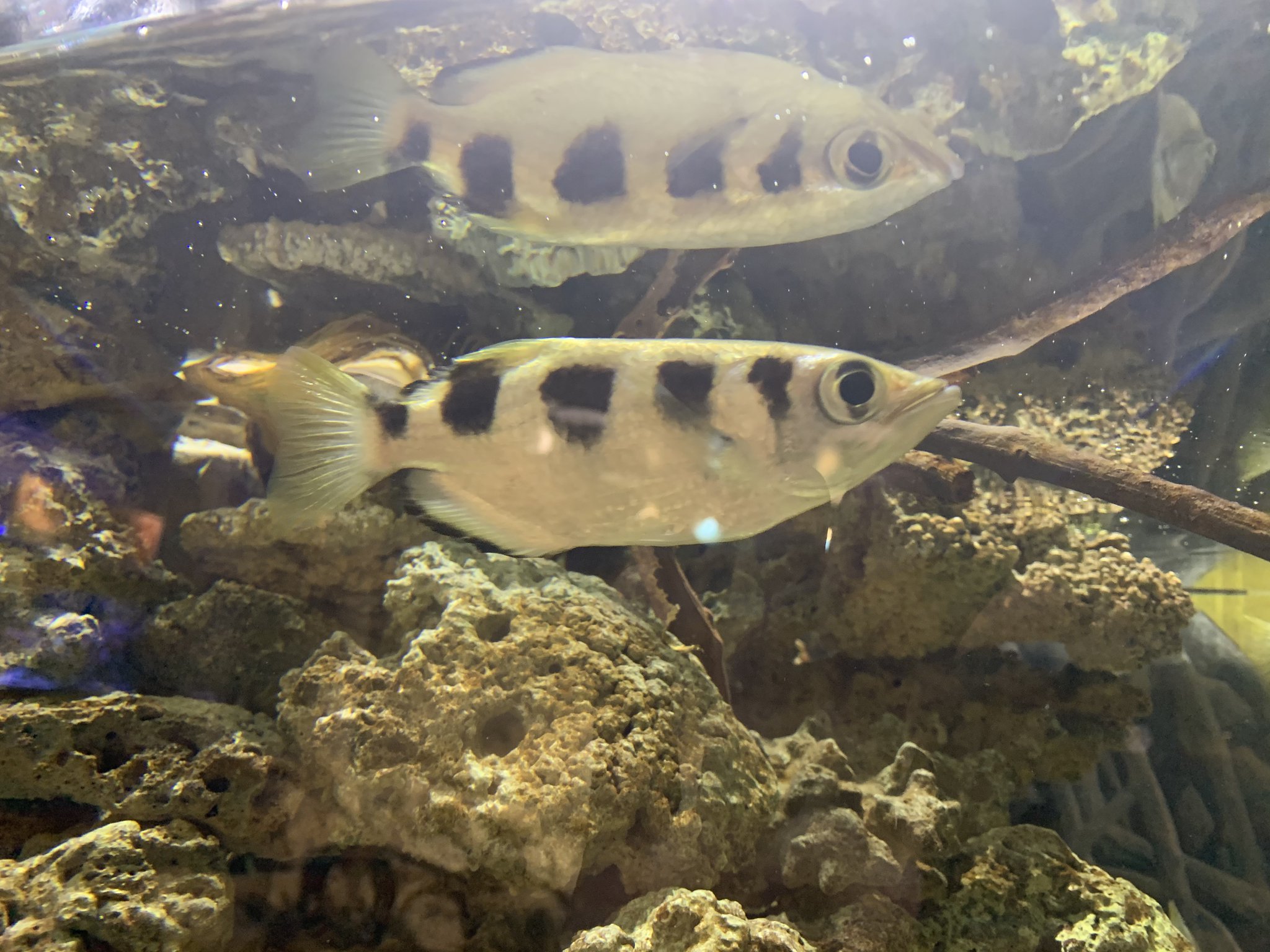 足立区生物園 Sur Twitter 朝一のマングローブ水槽 主役は水の上にいる虫を狙って水を飛ばすアーチャーフィッシュです ほぼ百発百中で餌を捕ります 頭も目もいい魚 ですが たまにはこんな失敗も なんと一緒に暮らしている貝に向かって