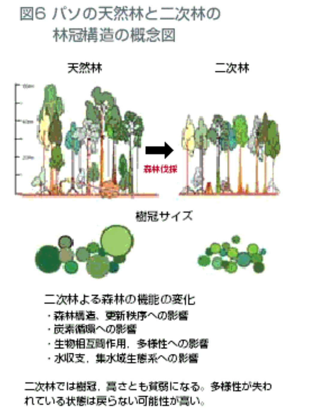 Tomo Tsubaki Pa Twitter Cbjn 左 天然林右 二次林https T Co n8tib6ik Twitter