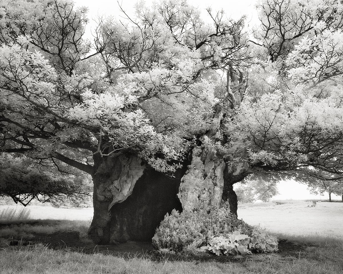 LifestyleWithTH's tweet photo. For her #book, Ancient Trees: Portraits of Time, American photographer #BethMoon captures noctural images of some of the world’s oldest #trees.
#TreesAreUs
https://t.co/uBx0mb8kSh https://t.co/FbFemNH4yc